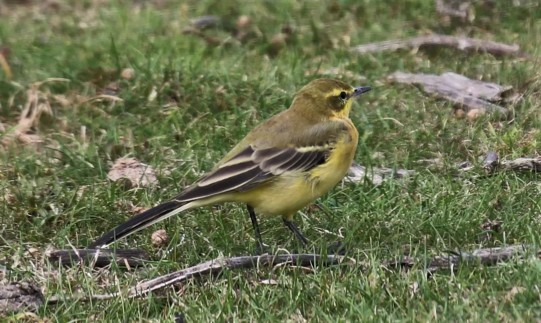 Yellow Wagtail - Photo Richard Hanman